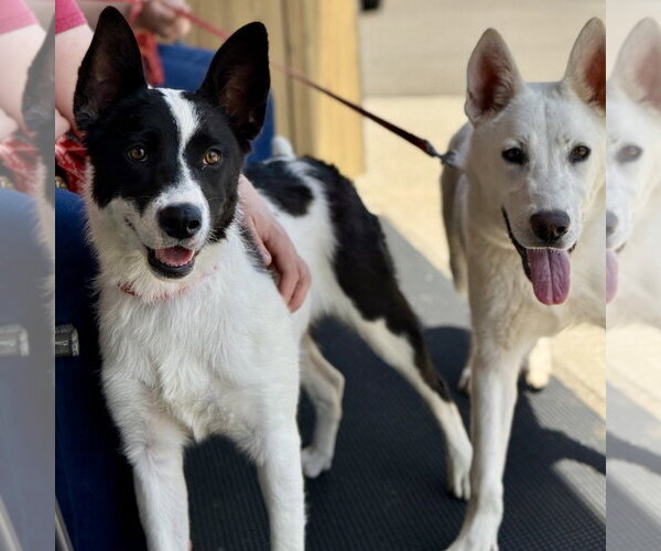 Medium Photo #7 Siberian Husky-Unknown Mix Puppy For Sale in Canton, CT, USA