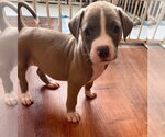 Small #1 American Pit Bull Terrier Mix