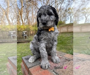 Golden Mountain Doodle  Puppy for Sale in OLD HICKORY, Tennessee USA