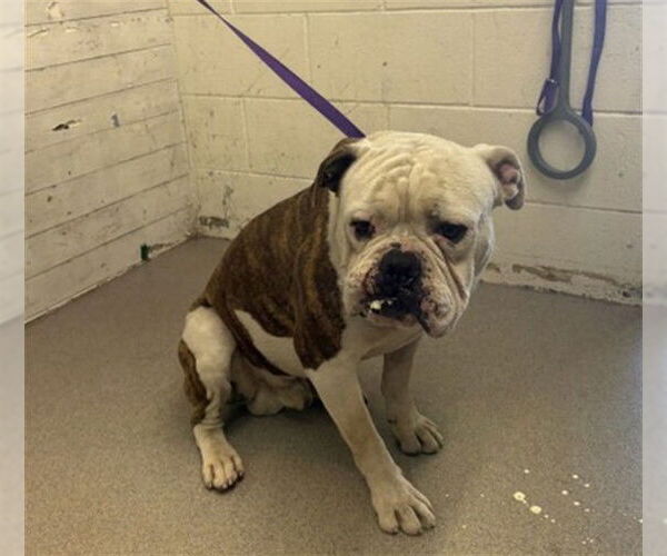 Medium Photo #1 American Bulldog Puppy For Sale in San Bernardino, CA, USA