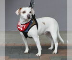Small #3 Beagle-Chihuahua Mix