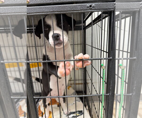 Medium Photo #4 Bullboxer Pit Puppy For Sale in Gilberts, IL, USA
