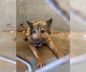 Renn - Female Mutt Dog for Adoption - Photo #5