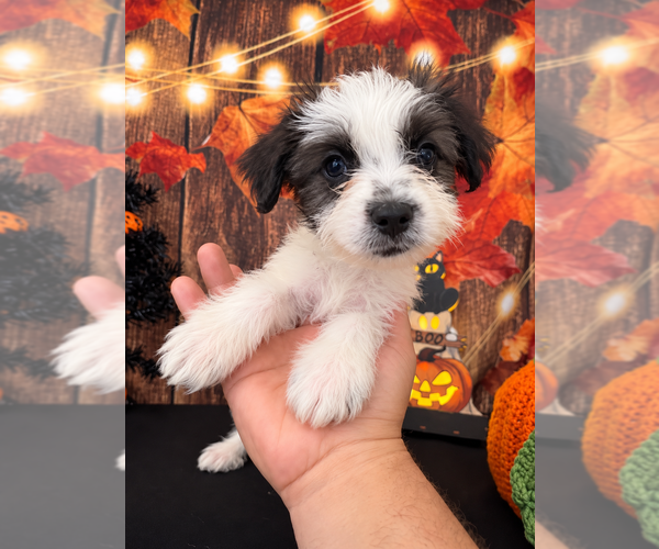 Medium Photo #6 ShihPoo Puppy For Sale in MORENO VALLEY, CA, USA