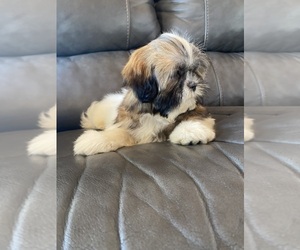 Shih Tzu Puppy for sale in BLOOMFIELD, IN, USA