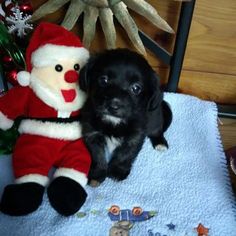 Morkie Puppy for sale in ROCHESTER, MI, USA