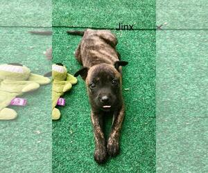 Medium German Shepherd Dog Mix