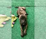 Small German Shepherd Dog Mix