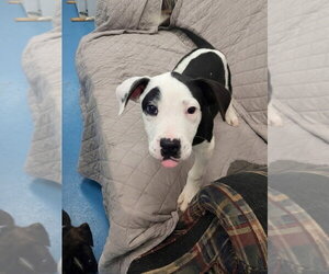 Boots - Male Labrador Retriever Dog for Adoption - Photo #4