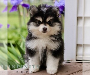Pomsky Puppy for sale in NEW HOLLAND, PA, USA