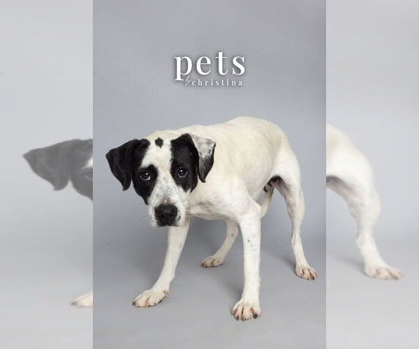 Medium Photo #1 Mutt Puppy For Sale in Foristell, MO, USA