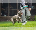 Small #3 American Pit Bull Terrier