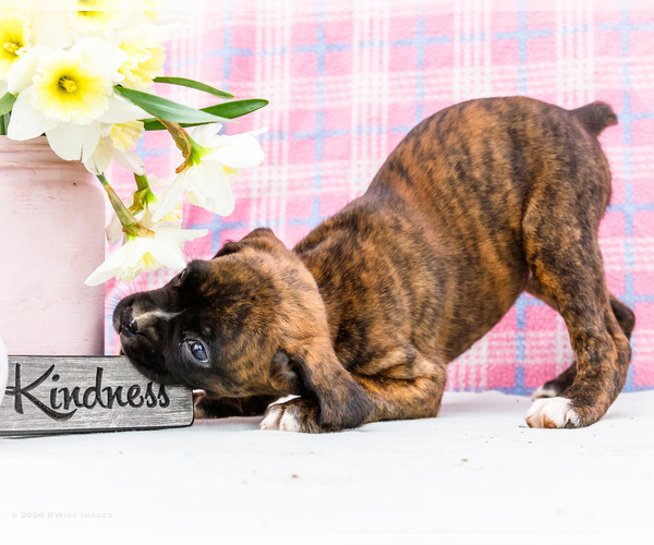 Medium Photo #6 Boxer Puppy For Sale in WAKARUSA, IN, USA