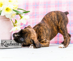 Small Photo #79 Boxer Puppy For Sale in WAKARUSA, IN, USA