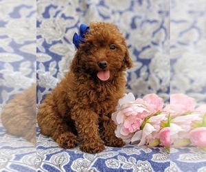 Goldendoodle-Poodle (Toy) Mix Puppy for sale in NOTTINGHAM, PA, USA