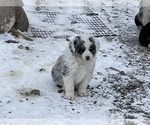 Small Photo #4 Australian Shepherd Puppy For Sale in FONDA, IA, USA