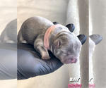 Small Photo #10 French Bulldog Puppy For Sale in SCOTTSDALE, AZ, USA
