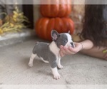 Small #9 French Bulldog