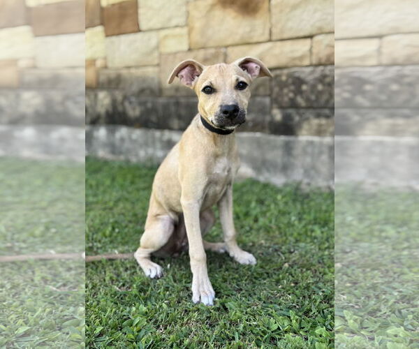 Medium Photo #1 Mutt Puppy For Sale in PIPE CREEK, TX, USA
