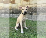 Small Mutt