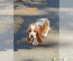 Small #3 Basset Hound