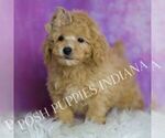Small Photo #40 Poodle (Toy) Puppy For Sale in WARSAW, IN, USA