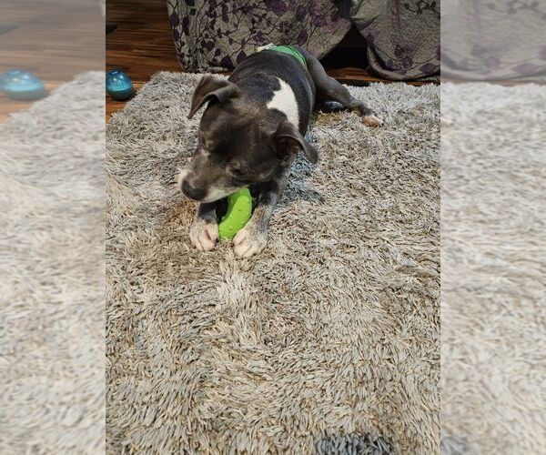 Medium Photo #9 Staffordshire Bull Terrier-Unknown Mix Puppy For Sale in Crete, IL, USA