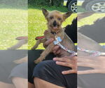 Small #6 Mutt