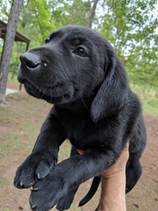 Labrador Retriever Puppy for sale in MARSHALLVILLE, GA, USA