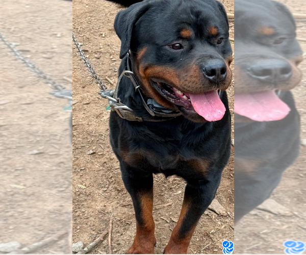Medium Photo #1 Rottweiler Puppy For Sale in WALLINGFORD, CT, USA