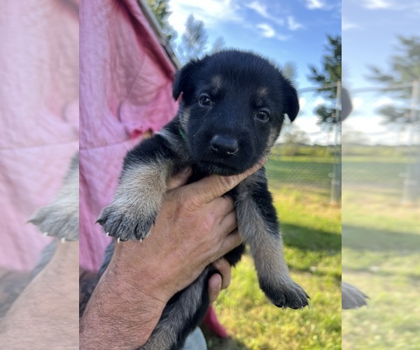 View Ad Photo 18 of Listing German Shepherd Dog