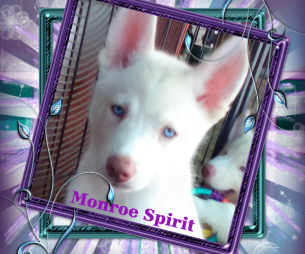 Medium Photo #1 Siberian Husky Puppy For Sale in GONZALES, LA, USA