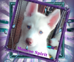 Small Siberian Husky