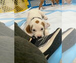 Small Photo #14 Mutt Puppy For Sale in Wenonah, NJ, USA