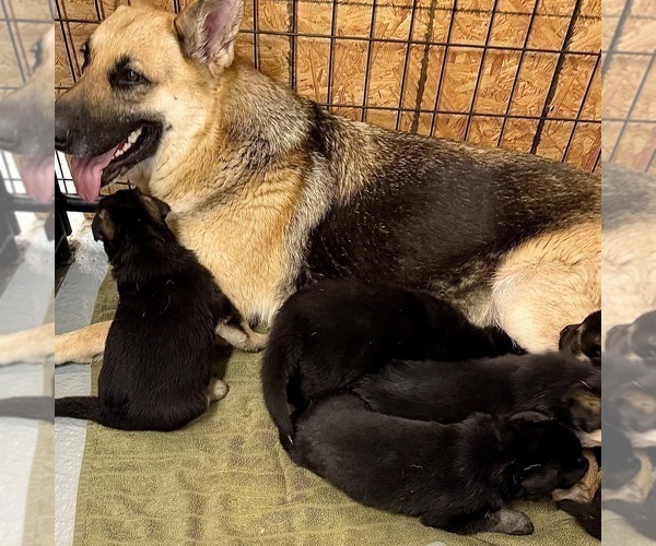Medium Photo #8 German Shepherd Dog Puppy For Sale in BRIGHTON, CO, USA