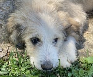 Bernedoodle-Great Pyrenees Mix Puppy for sale in MILTON, TN, USA