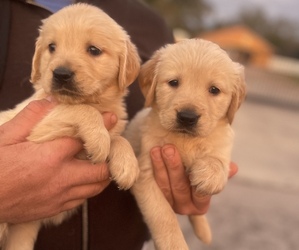Golden Retriever Dog for Adoption in TAMPA, Florida USA