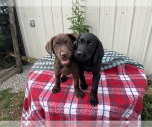 Labrador Retriever Litter for sale in SMITHS GROVE, KY, USA