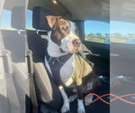 Small #2 American Pit Bull Terrier-American Staffordshire Terrier Mix