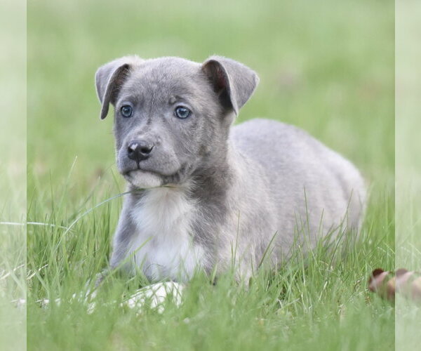 Medium Photo #4 Chihuahua-Unknown Mix Puppy For Sale in Mechanicsburg, PA, USA