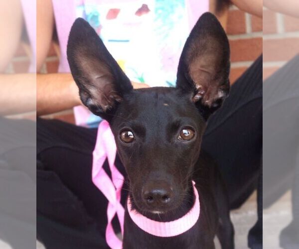 Medium Photo #1 Italian Greyhound-Unknown Mix Puppy For Sale in Carrollton, TX, USA