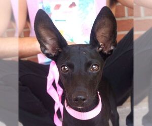 Italian Greyhound-Unknown Mix Dogs for adoption in Carrollton, TX, USA