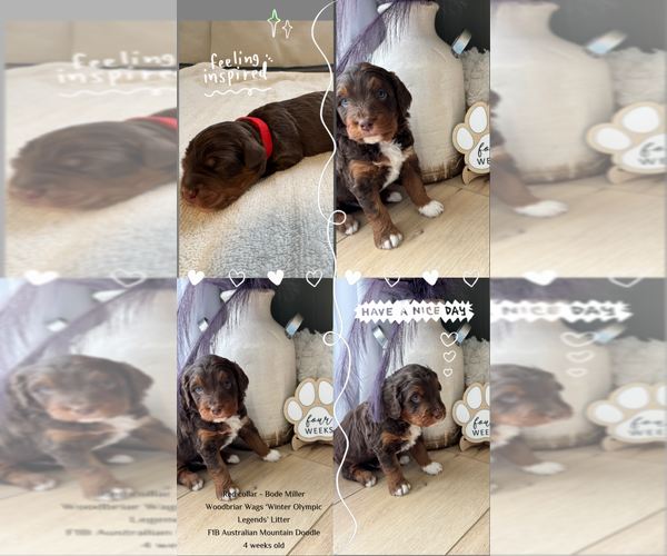 Medium Photo #1 Aussiedoodle Miniature -Bernedoodle (Miniature) Mix Puppy For Sale in GREENVILLE, OH, USA