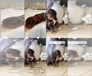 Medium Aussiedoodle Miniature -Bernedoodle (Miniature) Mix