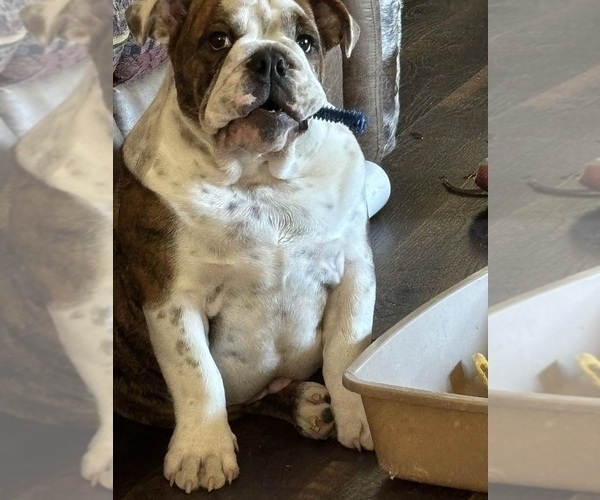 Medium Photo #5 English Bulldog Puppy For Sale in MARIANNA, FL, USA