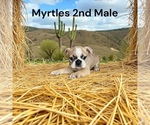 Small #2 Boston Terrier