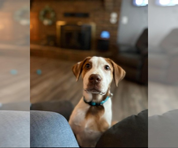 Medium Photo #3 Beagle-Unknown Mix Puppy For Sale in Stover, MO, USA
