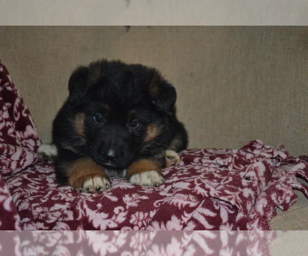 Medium Photo #1 German Shepherd Dog Puppy For Sale in GREENWOOD, WI, USA