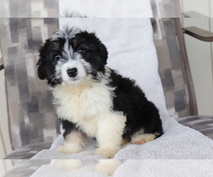 Aussiedoodle Miniature Puppy for sale in SHILOH, OH, USA