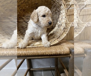 Goldendoodle Puppy for sale in BEECH BLUFF, TN, USA
